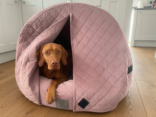 Vizsla dog resting inside dusky pink quilted velour deluxe cocoon dog bed with hood closed