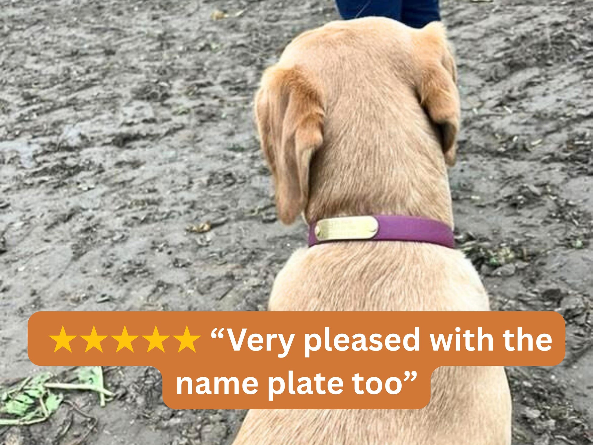 Dog wearing a wine red collar with a nameplate on a dirt ground