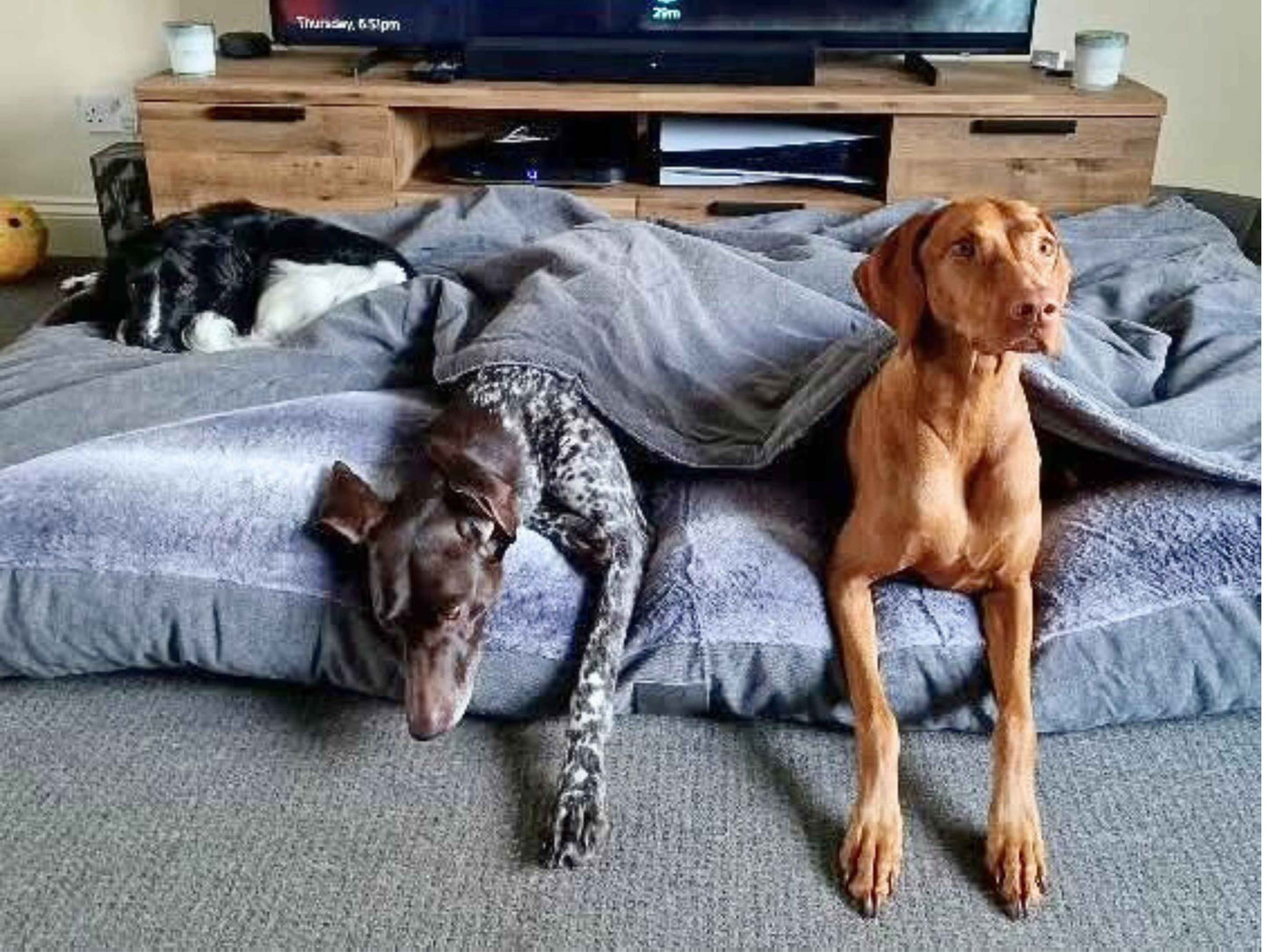 Three dogs relaxing on extra large grey dog snuggle sack in living room - Collared Creatures
