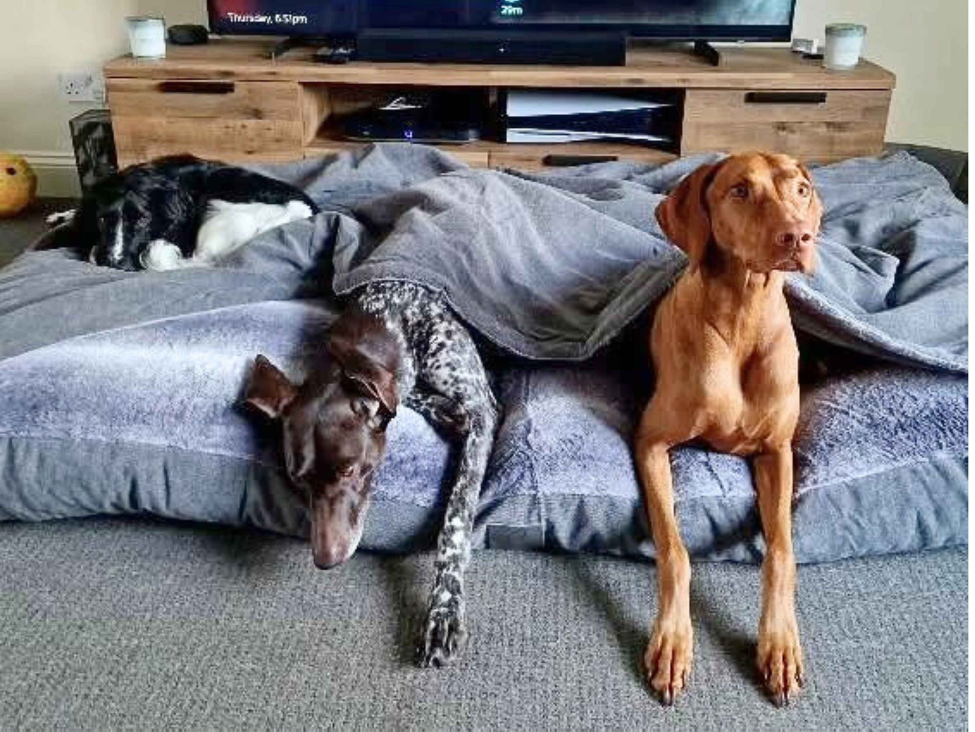 Three dogs relaxing on extra large grey dog snuggle sack in living room - Collared Creatures