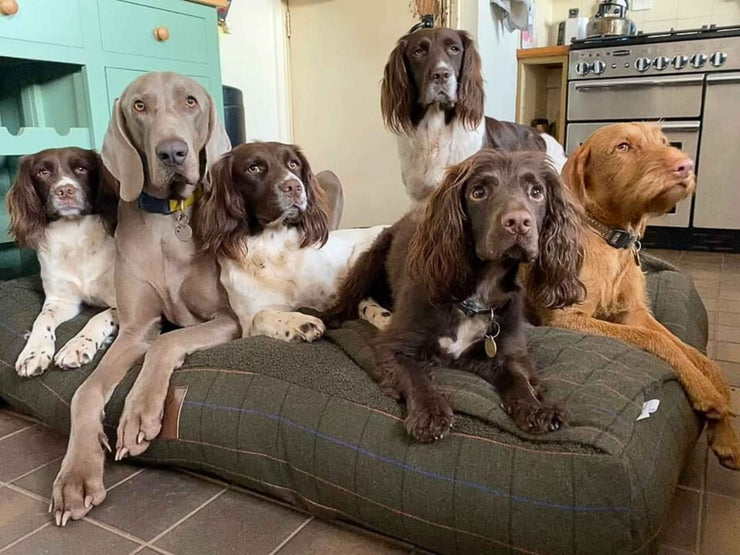 Group of dogs lounging on a large Green Tweed Dog Snuggle Bed by Collared Creatures