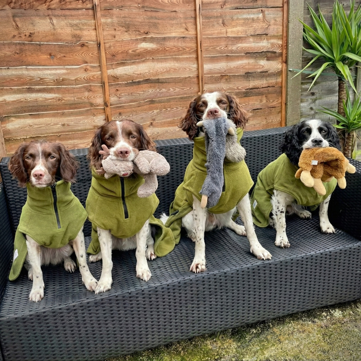 Four dogs in green jackets sitting on a patio with toys in their mouths.