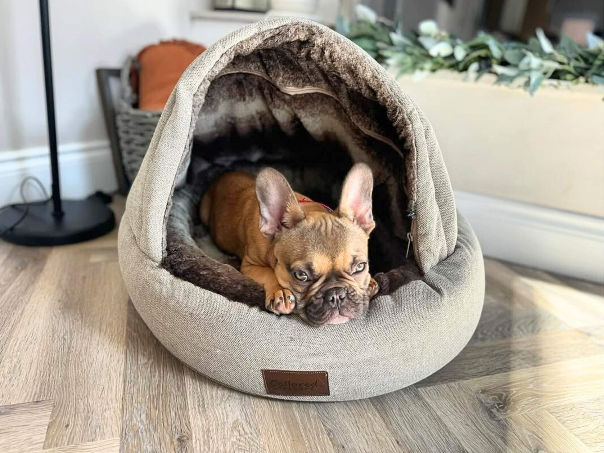 Dog lying in a cozy hodded pet bed on a wooden floor
