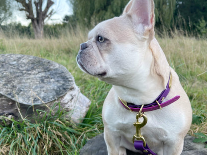 french bulldog wearing two tone biothane dog collar outdoor background