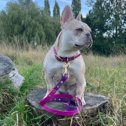 Dog wearing a purple collar and leash on a grassy outdoor setting