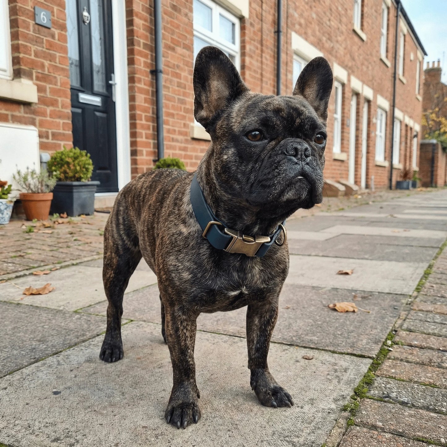 Dark Green Waterproof Biothane Metal Clasp Dog Collar - Collared Creatures LTD