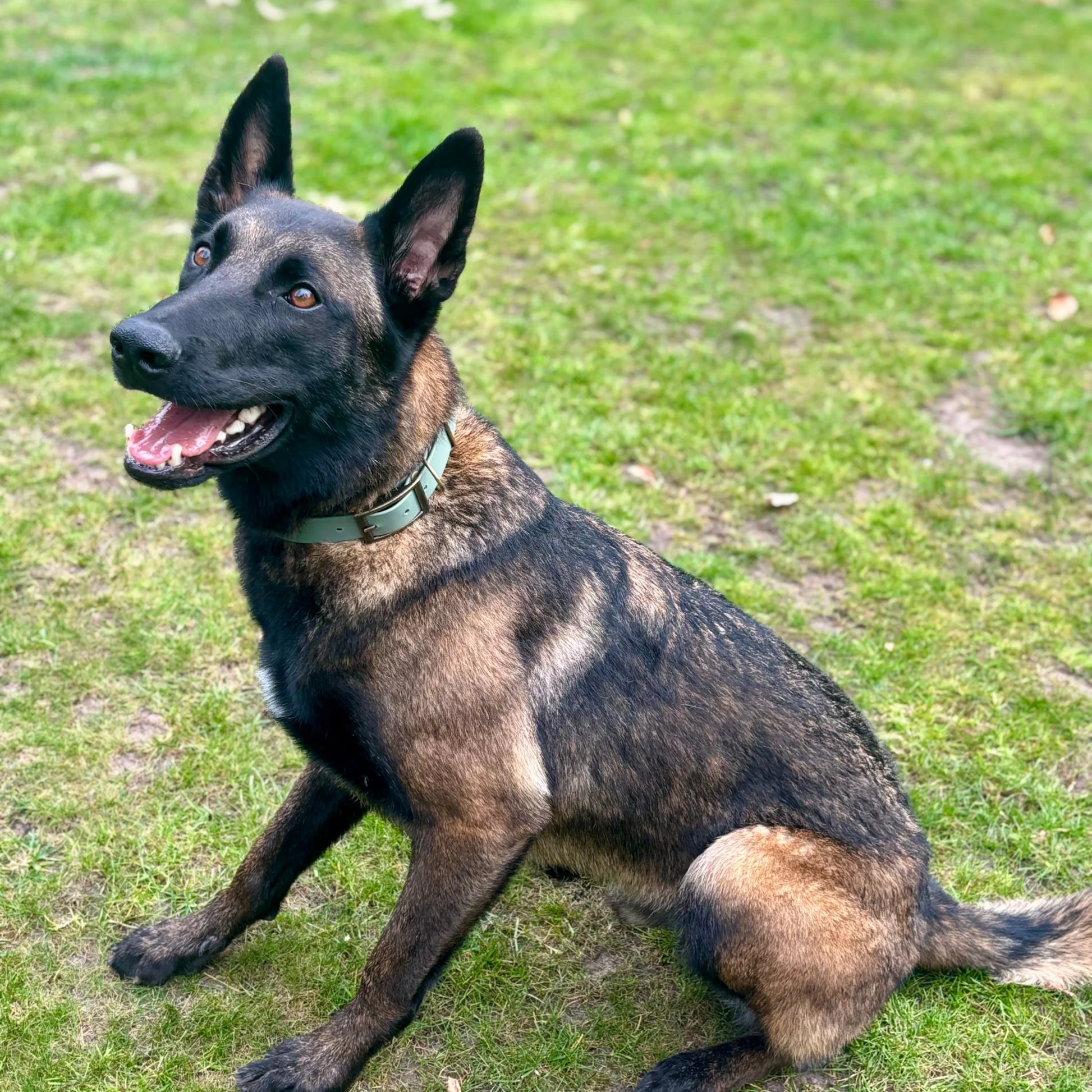 Country Green Waterproof Biothane Buckle Dog Collar - Collared Creatures LTD