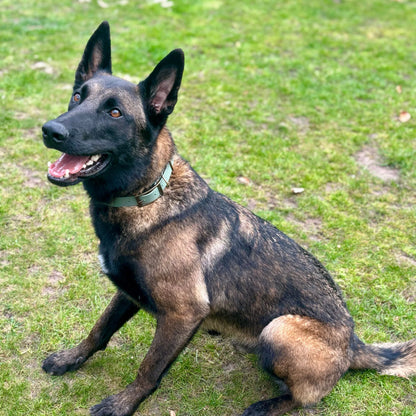 Country Green Waterproof Biothane Buckle Dog Collar - Collared Creatures LTD