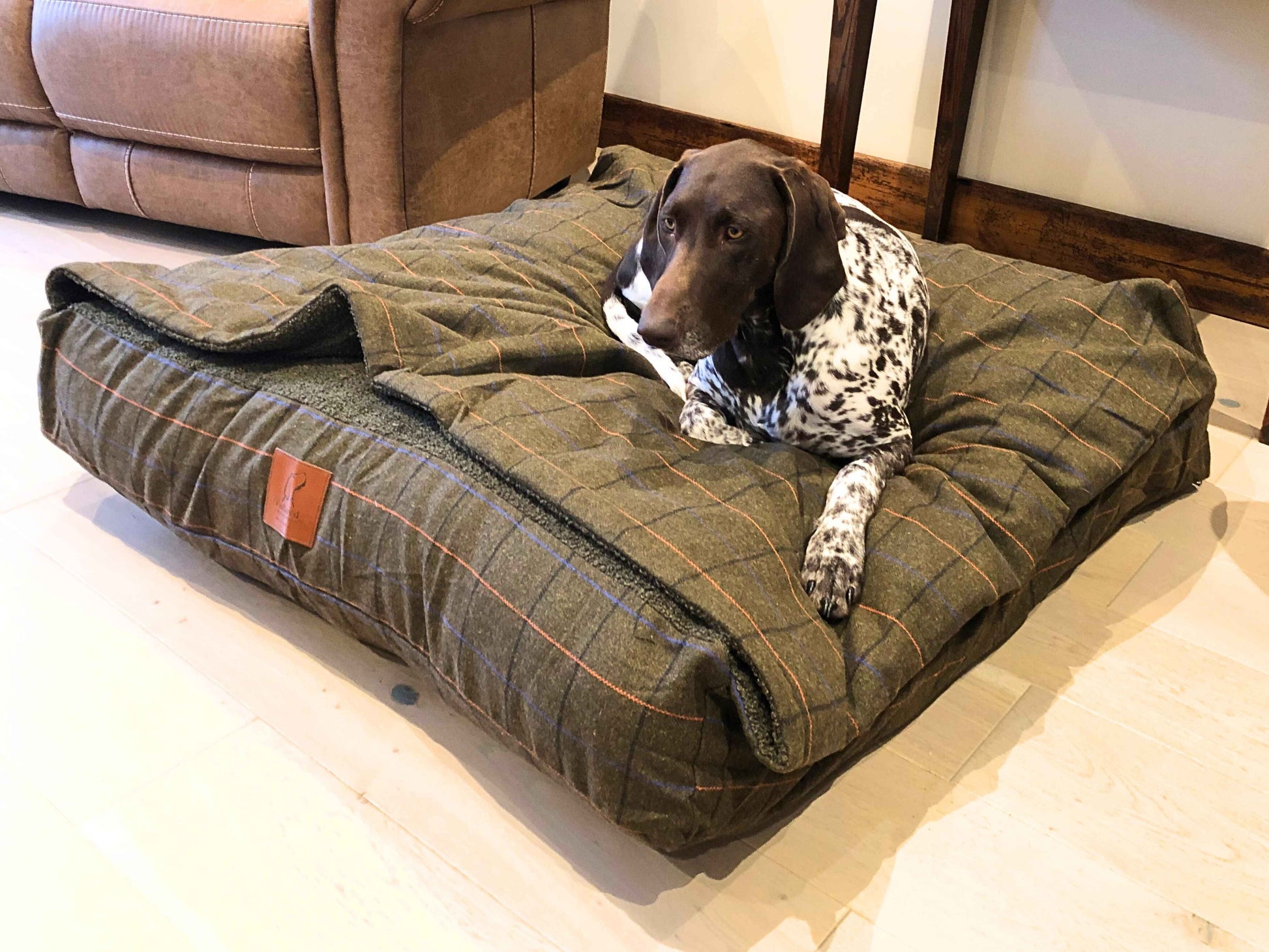 German Shorthaired Pointer resting on Green Tweed Snuggle Bed in cosy living room