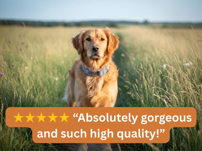 Golden Retriever wearing a stylish blue collar in a field with a 5-star customer review saying “Absolutely gorgeous and such high quality!