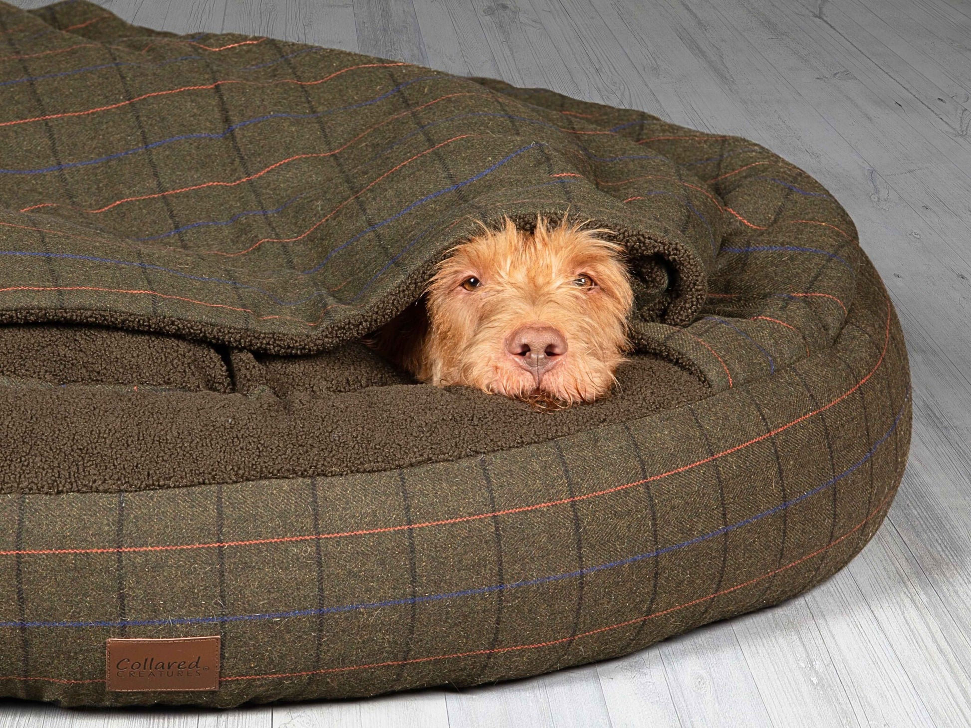 Shaggy dog resting inside green covered cocoon dog bed with plush sherpa interior