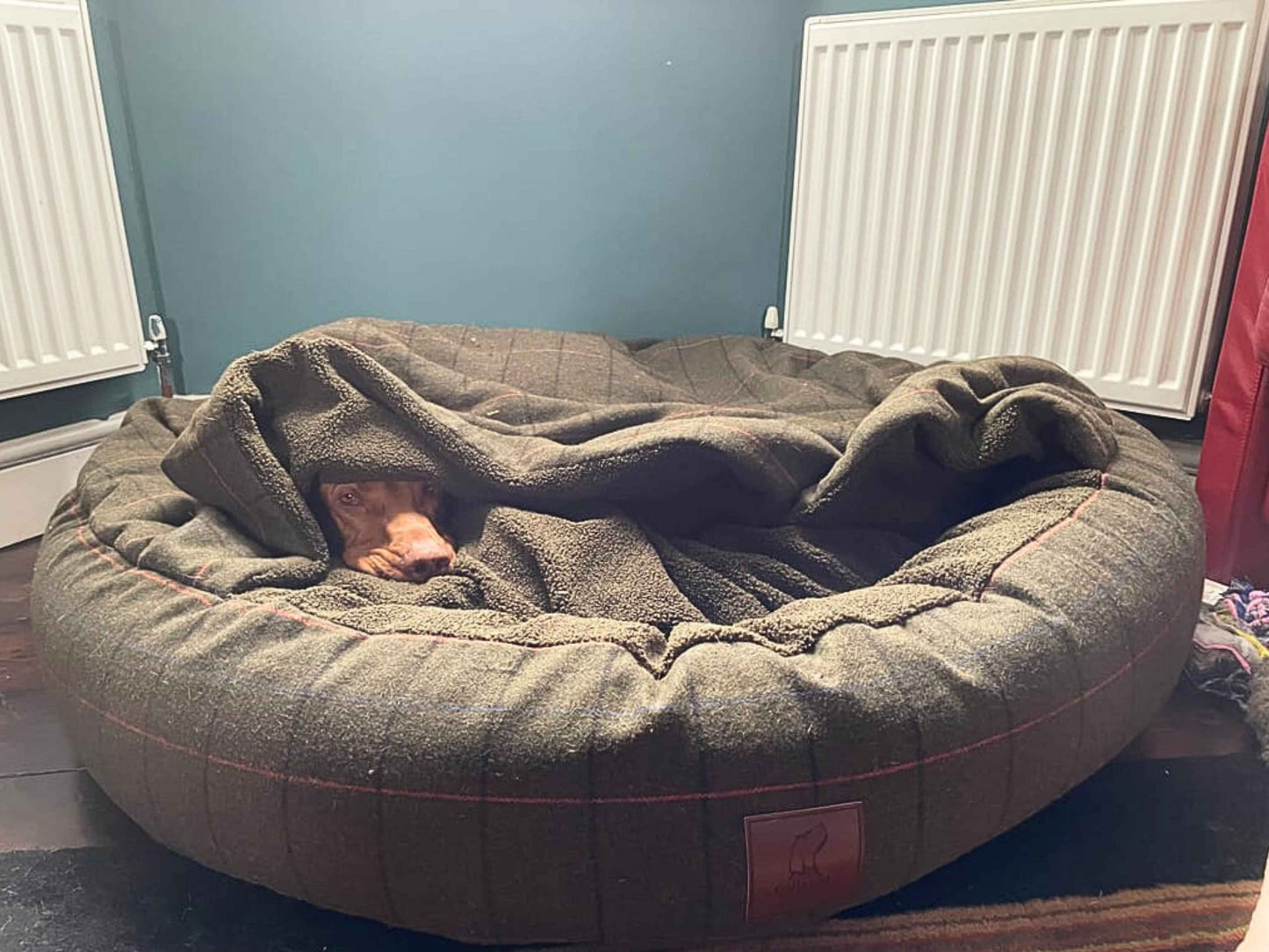 Dog peeking out from under blanket in green cocoon dog bed, cosy covered bed