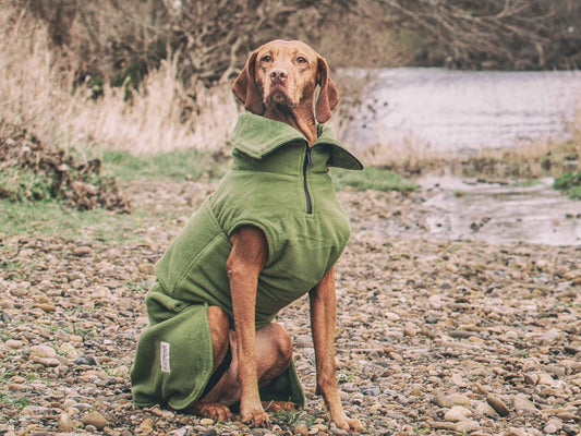 Green dog drying coat with waterproof zip and adjustable straps on medium-sized dog after bath