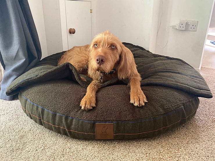 shaggy dog lying on green tweed cave bed with hood folded flat