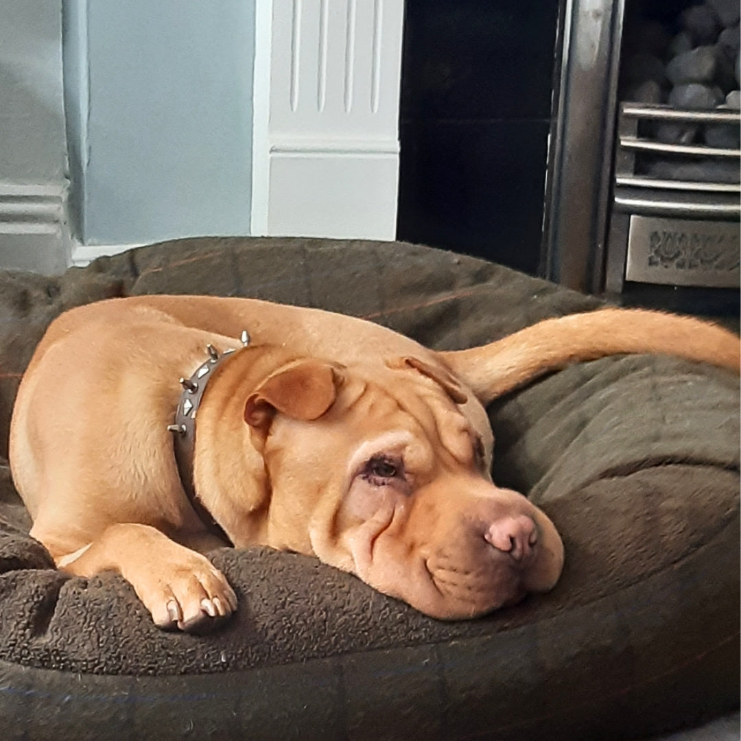 Dog relaxing on a Green Tweed Cocoon Bed, looking comfortable and supported.