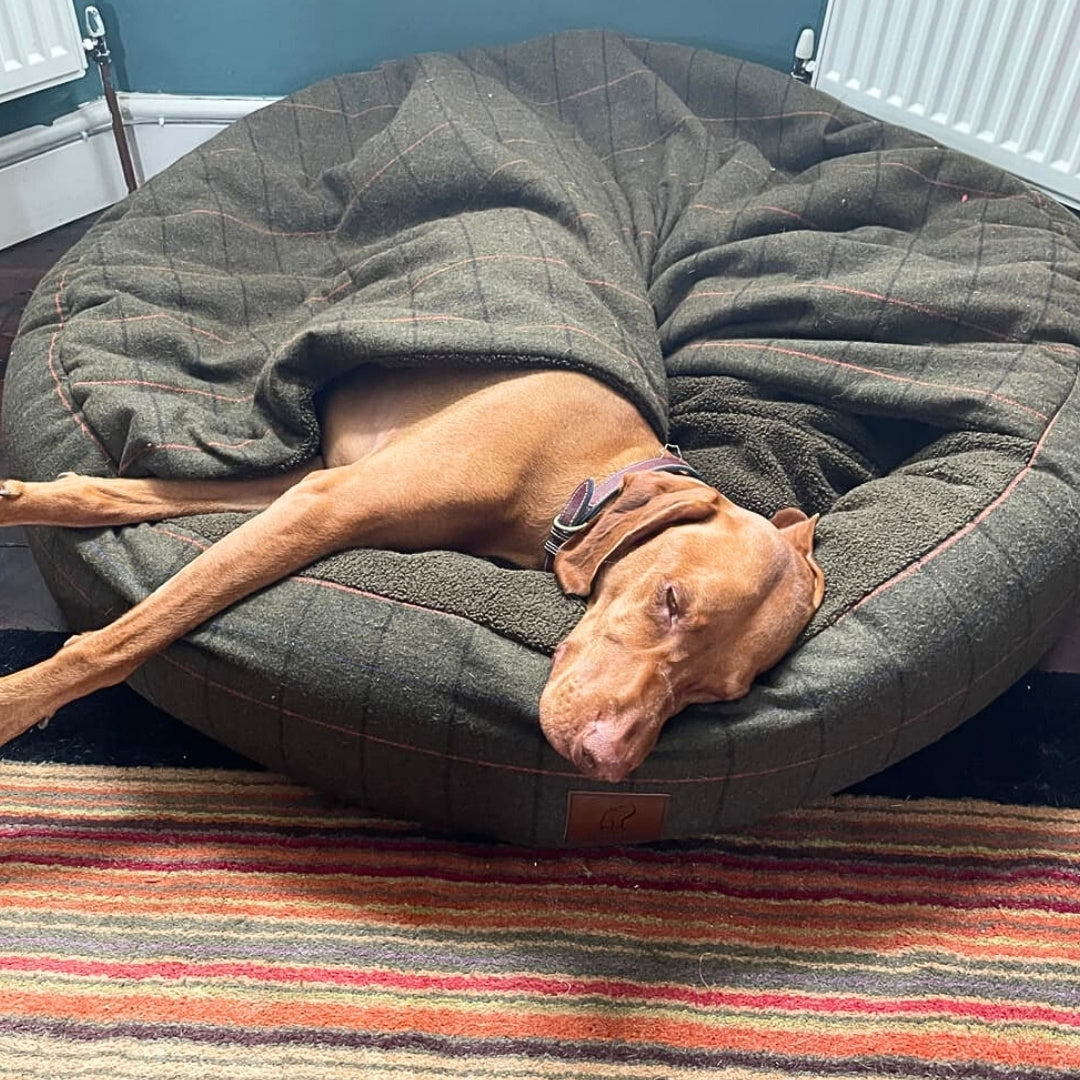Dog peacefully sleeping inside a Green Tweed Cocoon Bed with cosy cover