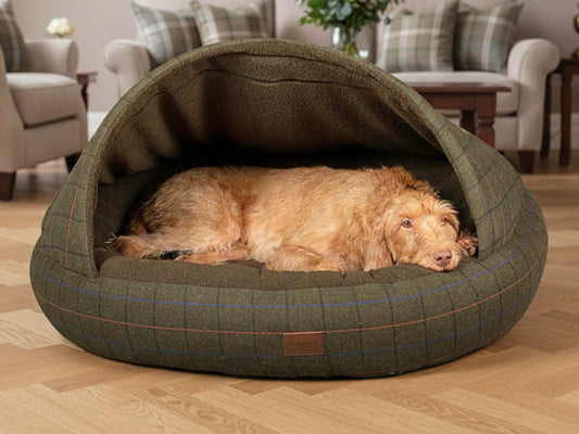 Dog lying comfortably inside a Green Tweed Cocoon Dog Bed in a living room setting.