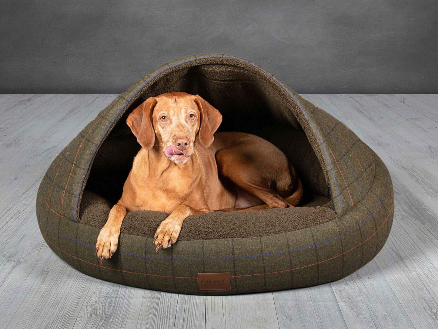 Vizsla dog lying in the Green Tweed Deluxe Comfort Cocoon Dog Bed with front hood open.