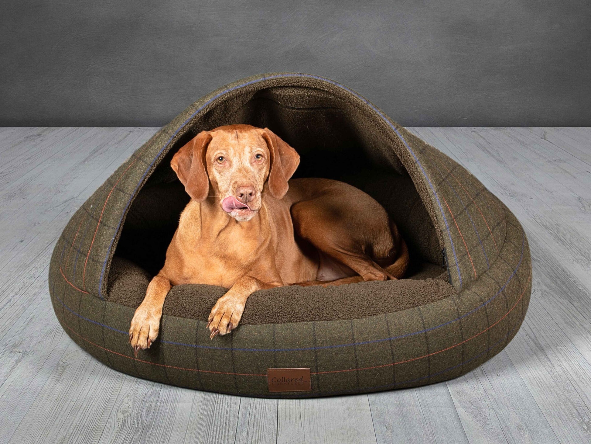 Vizsla dog lying in the Green Tweed Deluxe Comfort Cocoon Dog Bed with front hood open.