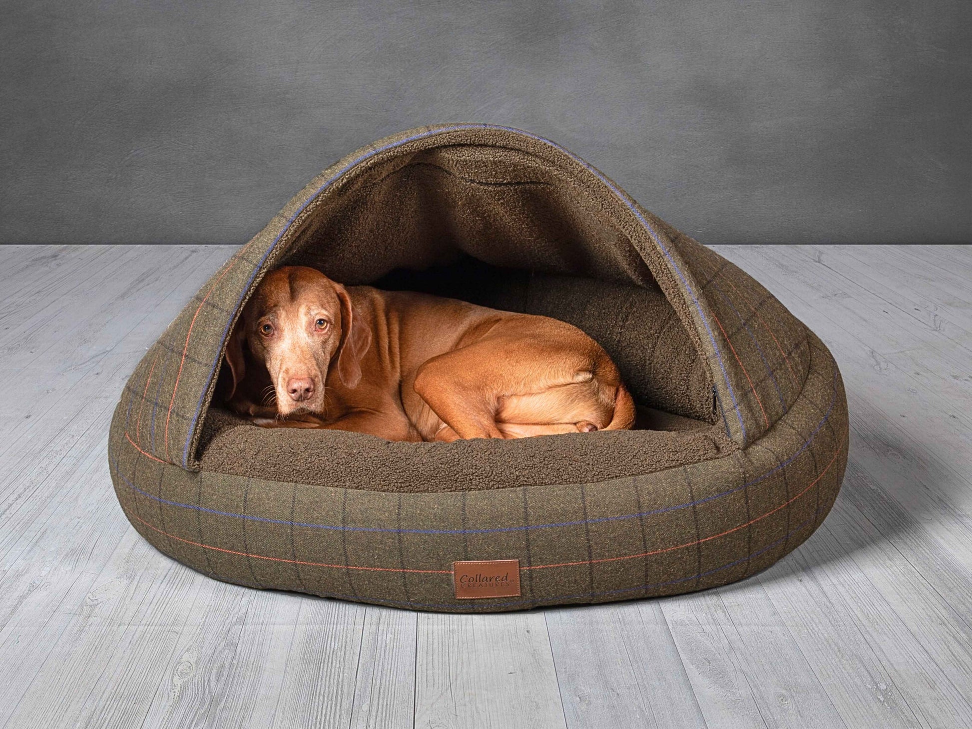 Vizsla sleeping inside Collared Creatures cocoon dog bed in green tweed