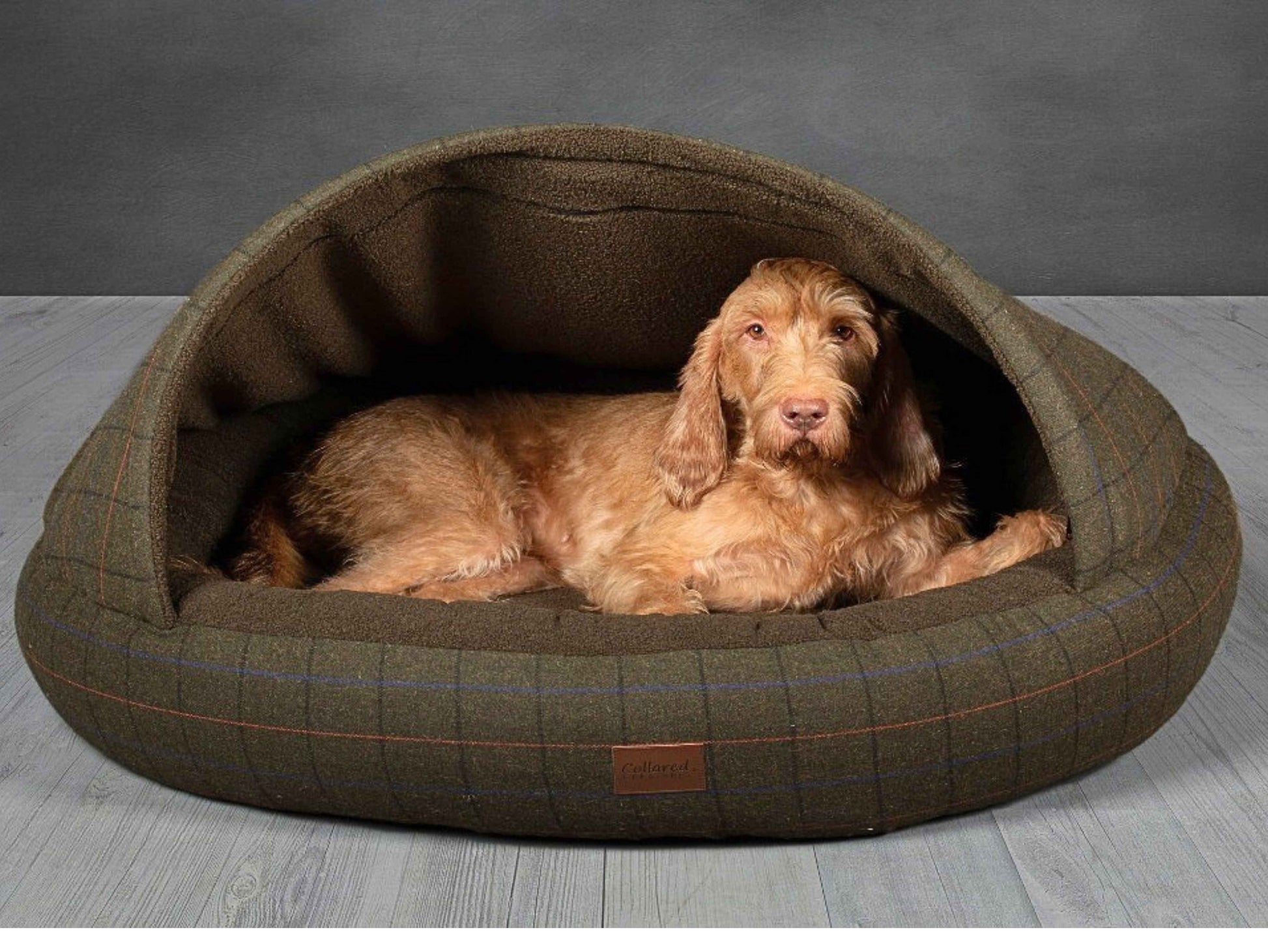 Collared Creatures green tweed cocoon dog bed with Vizsla resting inside