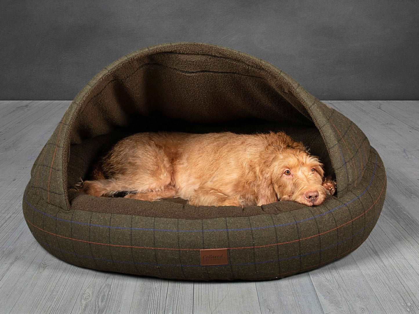 Wirehaired Vizsla alert inside Collared Creatures cocoon dog bed
