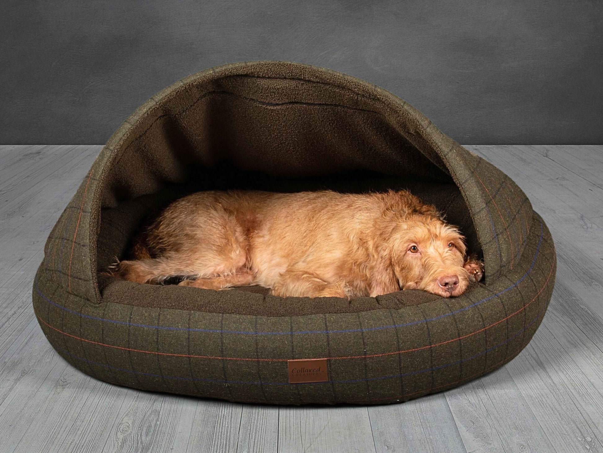 Wirehaired Vizsla alert inside Collared Creatures cocoon dog bed