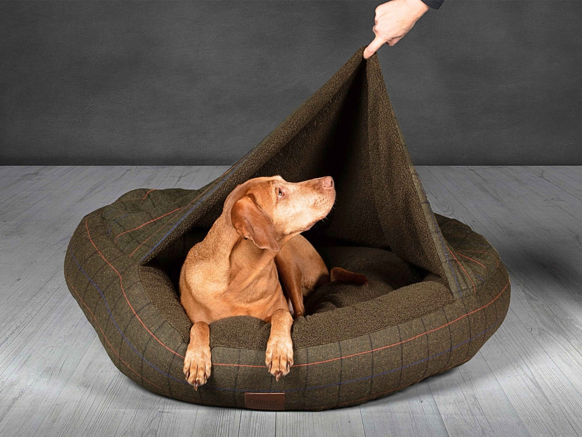Dog in green tweed classic cocoon bed with raised hood, perfect for snug sleepers