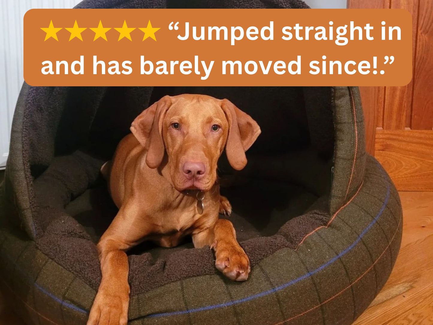 Vizsla resting in a green tweed deluxe cocoon dog bed with 5-star review text overlay: "Jumped straight in and has barely moved since!"