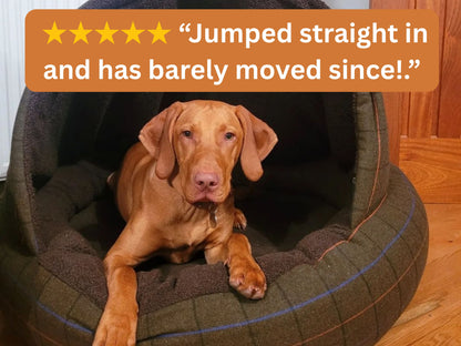 Vizsla resting in a green tweed deluxe cocoon dog bed with 5-star review text overlay: "Jumped straight in and has barely moved since!"