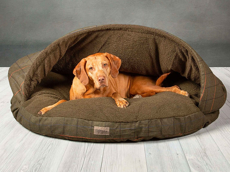 Vizsla resting inside the green tweed dog cave bed with structured hood and plush teddy lining - Collared Creatures