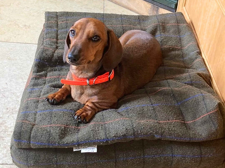 Small brown Dachshund lying on Collared Creatures Green Tweed Snuggle Bed