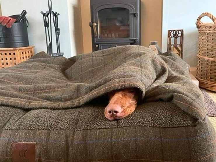 Dog snoozing with nose poking out from under the Green Tweed Dog Snuggle Bed hood