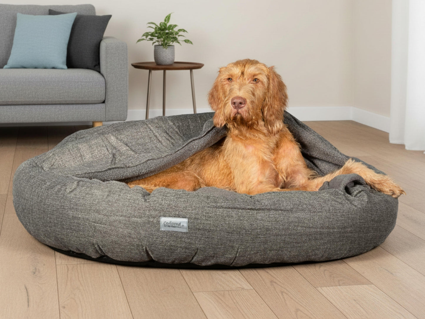 dog lying in covered cocoon dog bed by collared creatures