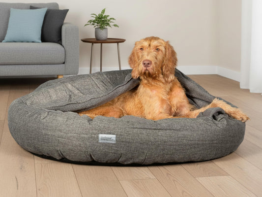 dog lying in covered cocoon dog bed by collared creatures