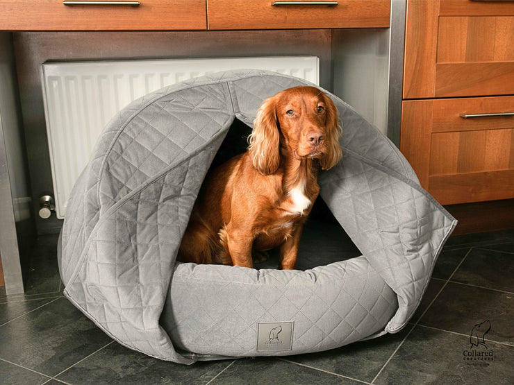 Springer Spaniel sitting upright in grey cocoon dog bed with hood open