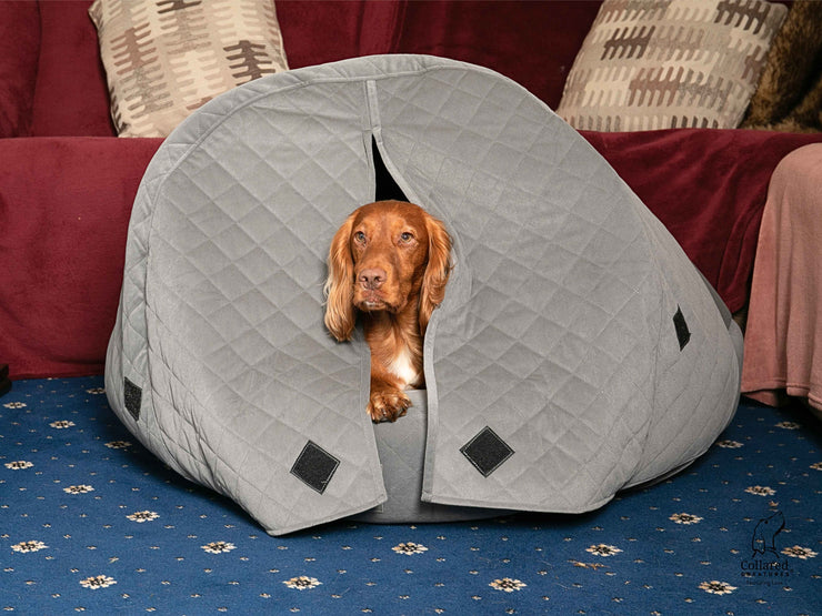 Springer Spaniel relaxing inside grey cocoon dog bed with closed curtains