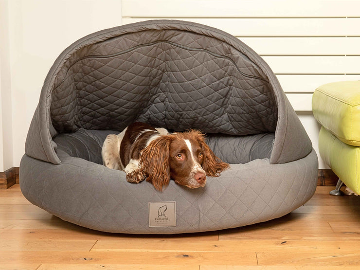  Brown and white Spaniel resting in grey quilted cocoon bed with hood open
