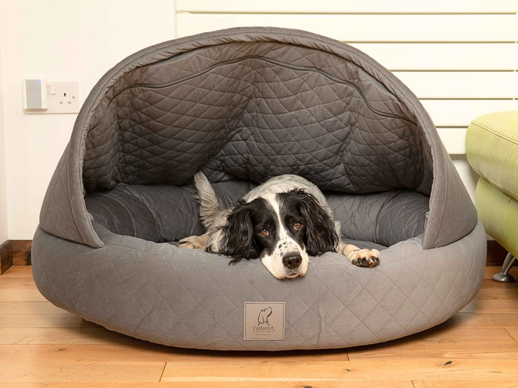 Black and white Spaniel lying in large grey cocoon-style dog bed