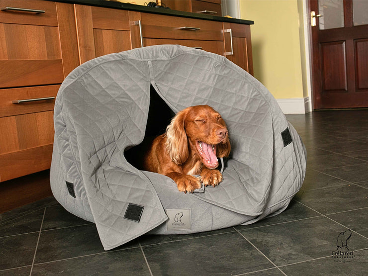 Springer Spaniel yawning in grey quilted cocoon dog bed with curtains