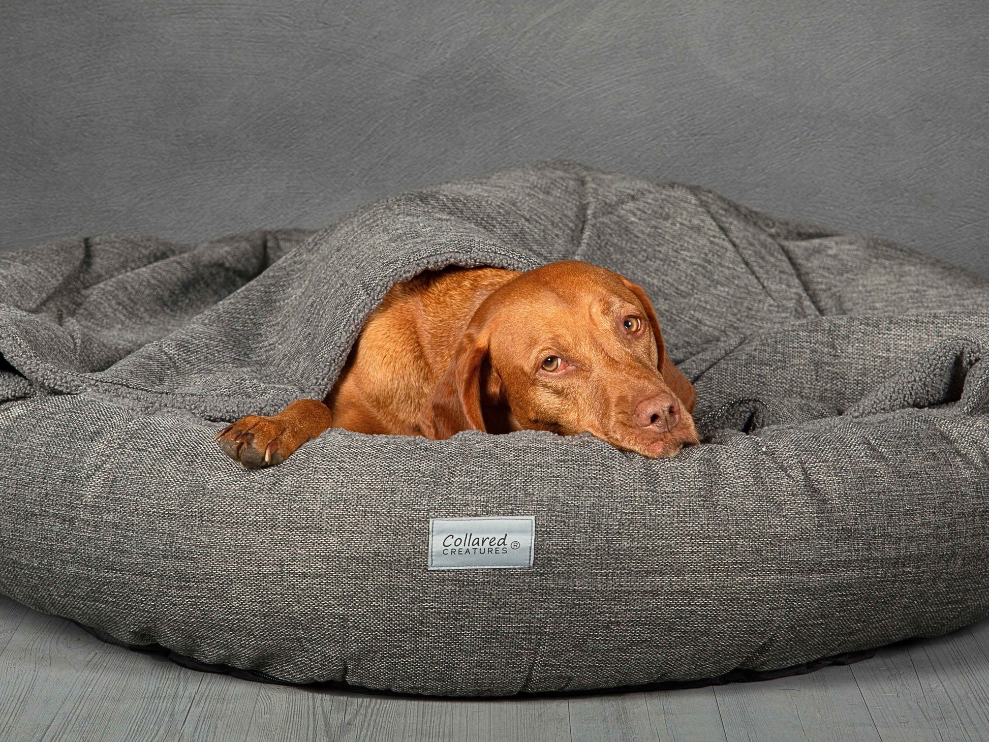Vizsla dog resting comfortably inside Grey Cocoon Dog Bed with partially covered hood