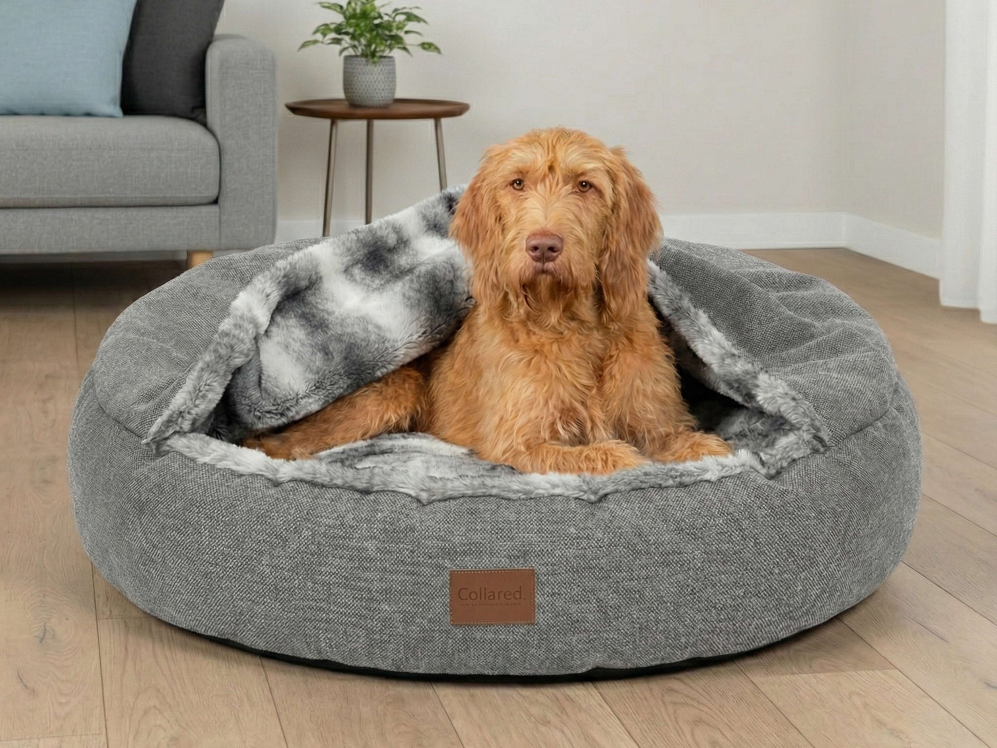 Dog sitting in a gray pet bed with a blanket in a living room.