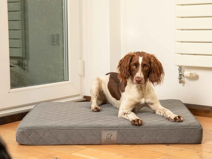 Small dog resting on the grey quilted mattress dog bed, perfect for crate or lounge use.