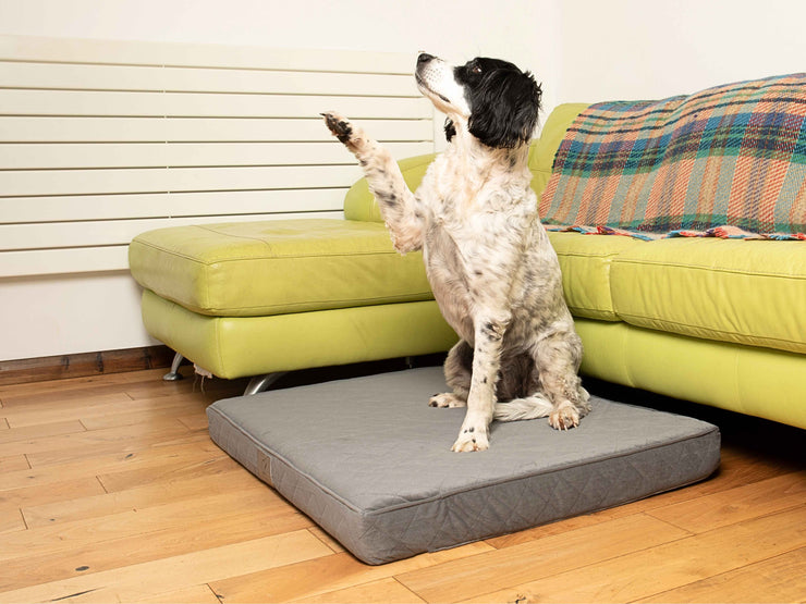 Dog raising its paw while sitting on a flat grey luxury dog mattress bed near a green sofa