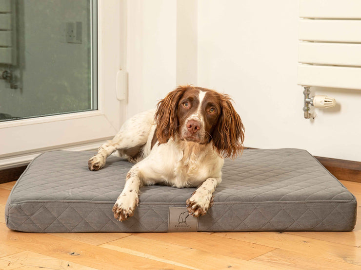 Springer Spaniel lying comfortably on the grey velour luxury dog mattress bed from Collared Creatures.
