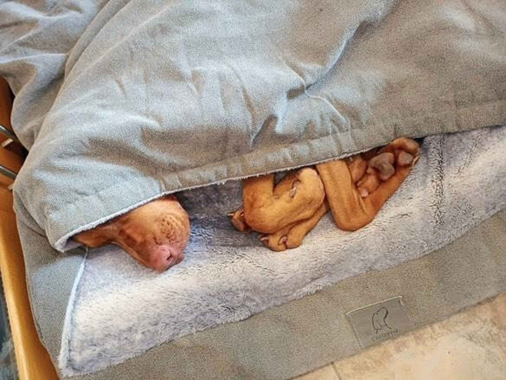 Dog Bed Dog Sleeping Under Blanket Why Do Some Dogs Like To Sleep