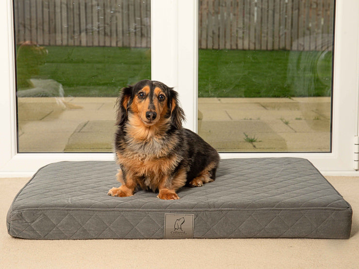 Dachshund sitting on a grey mattress dog bed in front of a bright window setting