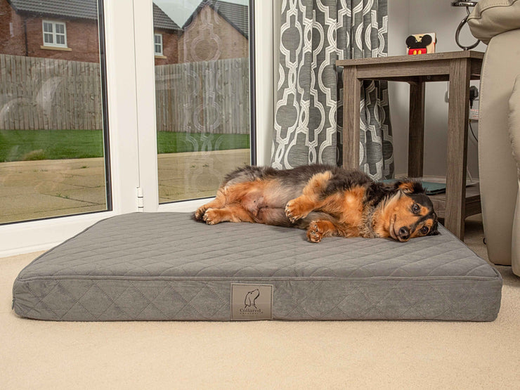 Medium-sized dog lounging on a grey velour mattress-style bed in a modern home