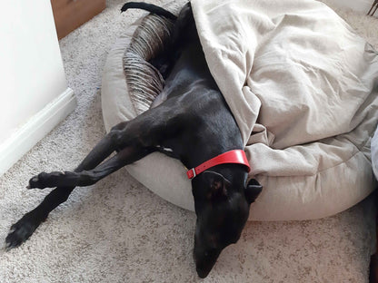 Greyhound sleeping stretched out in beige cocoon bed with thick cover