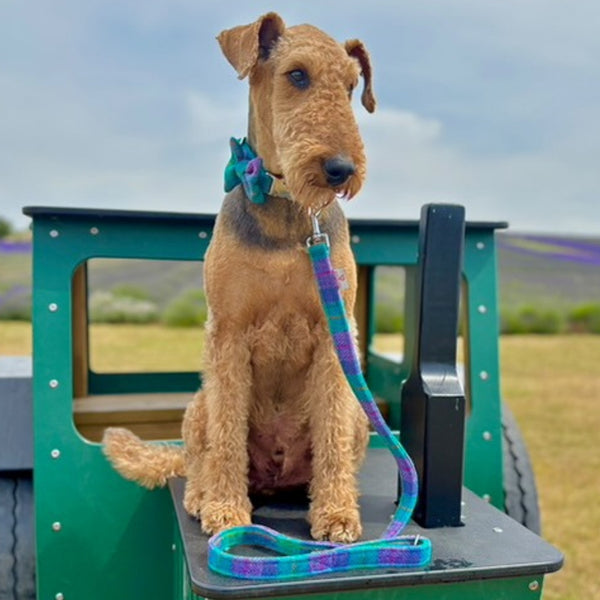 Harris Tweed Dog Leads